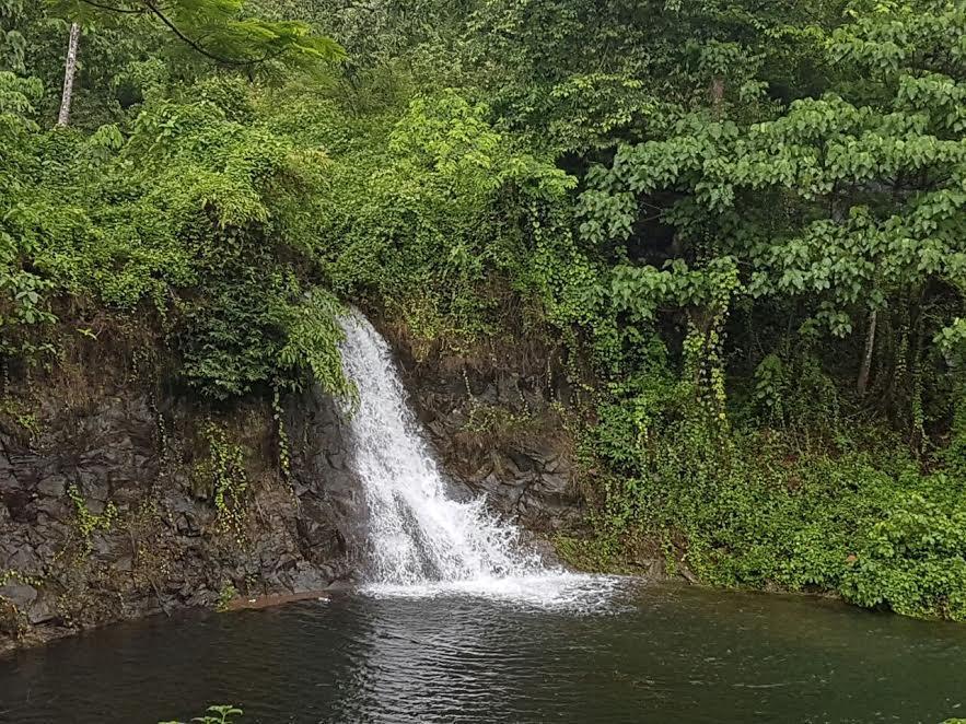 Athirappilly Athirapally Green Trees מראה חיצוני תמונה